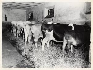 Massa Marittima - Azienda agricola - Vacche