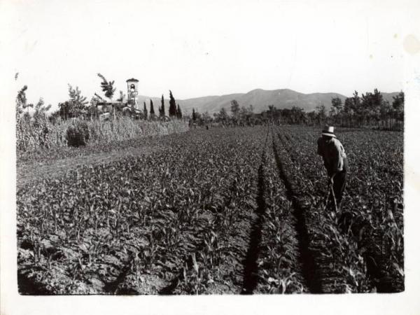 Agricoltura - Campo di mais - Contadino al lavoro