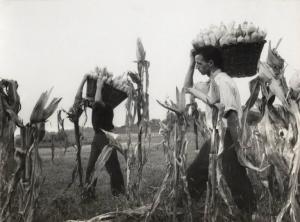 Agricoltura - Raccolta del mais - Contadini al lavoro