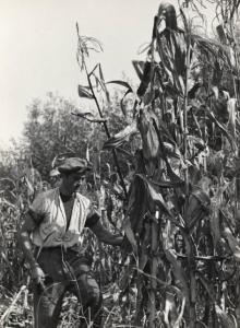 Agricoltura - Raccolta del mais - Contadino al lavoro
