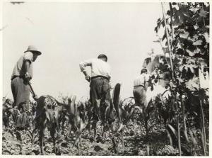 Agricoltura - Campo di mais - Sarchiatura e spargimento nitrato ammonico - Contadini al lavoro