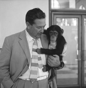 Ritratto maschile - Angelo Lombardi conduttore televisivo - Scimpanzé
