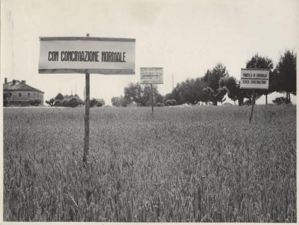Montecarotto - Campo dimostrativo di concimazione del grano