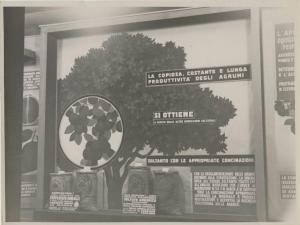 Palermo - Mostra agrumicoltura - Pannello espositivo su utilizzo concimi