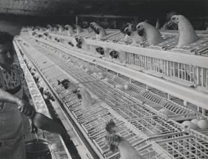 Settore cinematografico - [Documentario "Itinerario industriale" - Nerviano] - Allevamento di galline in gabbia - Distribuzione mangime (?)