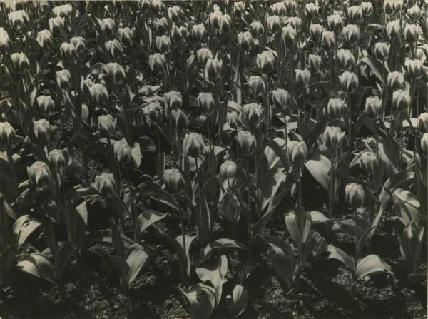 Coltivazione di tulipani