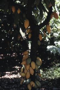 Brasile - Mato Grosso - Azienda agricola Mogno - Pianta del cacao - Baccelli