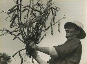 Agricoltore - Baccelli di fave - Foto pubblicitaria per fertilizzanti Montecatini