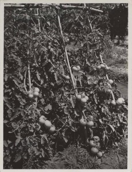 Agricoltura - Coltivazione di pomodori