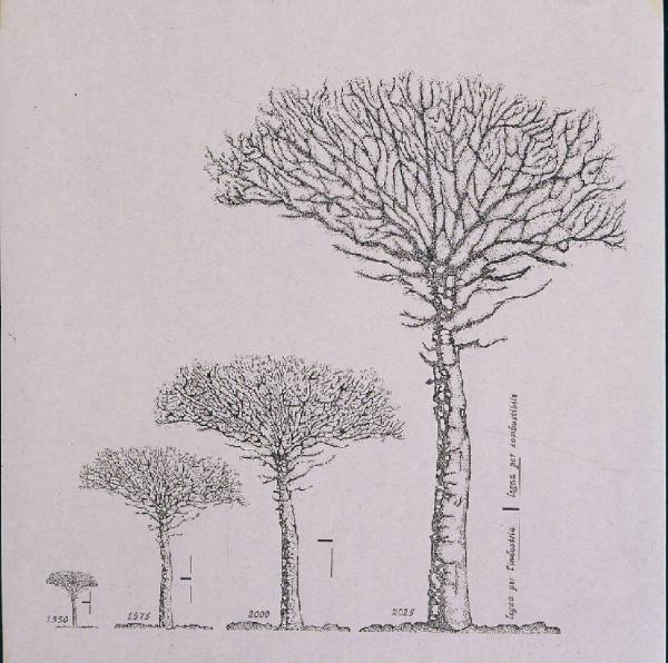 XVIII Triennale - Mostre tematiche - Antropico/ Naturale - Disegno della crescita di un albero