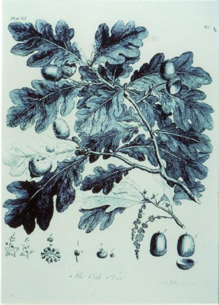 XVIII Triennale - Mostre tematiche - I boschi di Maria Teresa - Riproduzione di tavola del volume "Discourse of forest-trees"