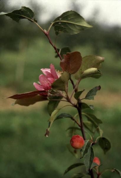 Cinisello Balsamo - Parco Nord in primavera, settore Est - Rimboschimento (primi lotti) - Fioriture: meli in fiore, particolare