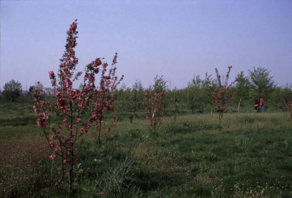Cinisello Balsamo - Parco Nord in primavera, settore Est - Rimboschimento (primi lotti) - Alberi da frutto in fiore