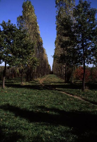Cinisello Balsamo - Parco Nord, settore Est - Filare di alberi (pioppo cipressino) - Bosco - Sentiero