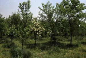 Cinisello Balsamo - Parco Nord in primavera, settore Est - Bosco - Alberi dopo il rimboschimento (primi lotti)