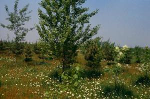 Cinisello Balsamo - Parco Nord in primavera, settore Est - Rimboschimento (primi lotti) - Alberi - Prato fiorito - Tagli editoriali