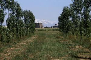 Cinisello Balsamo - Parco Nord, settore Est - Rimboschimento (primi lotti) - Filare di alberi (pioppo cipressino) - Sullo sfondo le Alpi