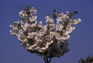Cinisello Balsamo - Parco Nord in primavera, settore Est - Albero da frutto in fiore, particolare
