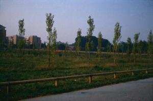 Cinisello Balsamo - Parco Nord, settore Est - Rimboschimento (primi lotti) - Campo con nuove piantumazioni - Recinzione in legno