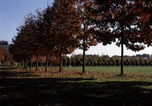 Cinisello Balsamo - Parco Nord, settore Est - Grande Rotonda (Gorki) - Prato - In primo piano filari di alberi (quercia rossa), sullo sfondo filari di acero globosa e carpino piramidale