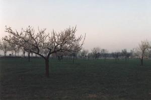 Sesto San Giovanni - Parco Nord, settore Torretta - Villa Torretta, giardino - Alberi da frutto in fiore - Prato - Viale Fulvio Testi