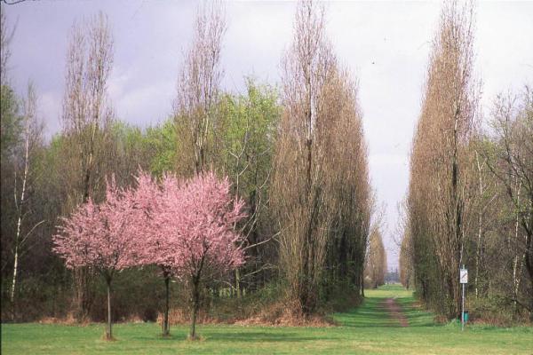 Cinisello Balsamo - Parco Nord, settore Est - Filari di alberi (pioppo cipressino) - Alberi in fiore - Primavera