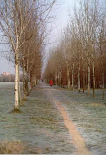 Cinisello Balsamo - Parco Nord, settore Est - Filari di alberi (pioppo bianco) - Area boschiva - Percorso ciclopedonale - Uomo in bicicletta - Brina - Inverno