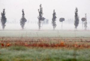 Cinisello Balsamo - Parco Nord, settore Est - Grande Rotonda (Gorki) - Filari di alberi (carpini e aceri) sorti dopo il rimboschimento (primi lotti) - Nebbia