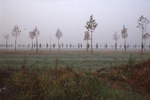 Cinisello Balsamo - Parco Nord, settore Est - Grande Rotonda (Gorki) - Filari di alberi (quercia rossa, tiglio, carpino piramidale, acero globosa) di recente piantumazione - Nebbia