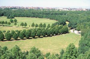 Cinisello Balsamo - Parco Nord, settore Est - Veduta dall'alto della Grande Rotonda (Gorki) - Filari di alberi e aree boschive - Sullo sfondo Bresso