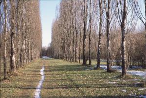 Cinisello Balsamo - Parco Nord, settore Est - Filare di alberi (pioppo cipressino) - Neve - Inverno
