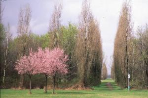 Cinisello Balsamo - Parco Nord, settore Est - Filari di alberi (pioppo cipressino) - Alberi in fiore - Primavera