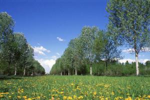 Cinisello Balsamo - Parco Nord, settore Est - Filari di alberi (pioppo bianco) - Prato - Fiori di tarassaco