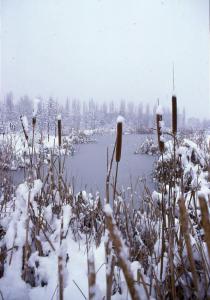 Sesto San Giovanni - Parco Nord, settore Montagnetta - Laghetto artificiale Suzzani - Canne - Cespugli - Vegetazione acquatica - Neve - Inverno