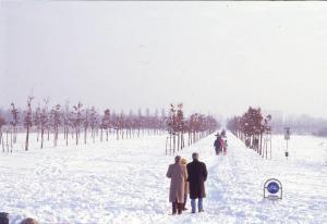 Cinisello Balsamo - Parco Nord, settore Est - Filari di alberi - Persone camminano sulla neve - Inverno