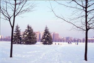 Cinisello Balsamo - Parco Nord, settore Est - Grande Rotonda (Gorki) - Persone che giocano sulla neve - Alberi - Sullo sfondo Cinisello Balsamo - Inverno