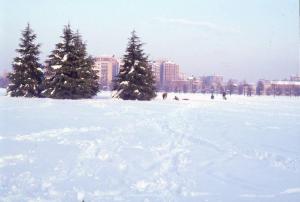 Cinisello Balsamo - Parco Nord, settore Est - Grande Rotonda (Gorki) - Persone che giocano sulla neve - Alberi - Sullo sfondo Cinisello Balsamo - Inverno