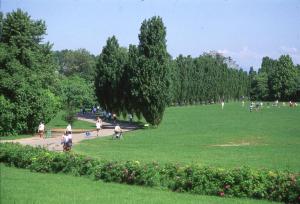 Sesto San Giovanni - Parco Nord, settore Montagnetta - Prato - Percorso ciclopedonale - Filare dei pioppi cipressini - Persone a passeggio, di corsa, che giocano a calcio - Siepe in fiore