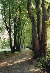 Brusuglio di Cormano - Parco Nord, settore Brusuglio - Filare di platani ultracentenari del giardino di Villa Manzoni