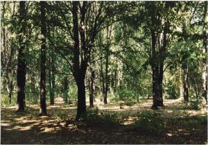 Cinisello Balsamo - Parco Nord, settore Est - Area boschiva