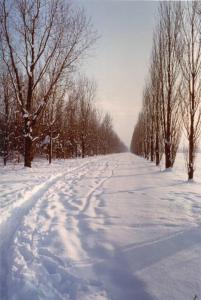 Cinisello Balsamo - Parco Nord, settore Est - Filari di pioppo cipressino - Neve - Inverno