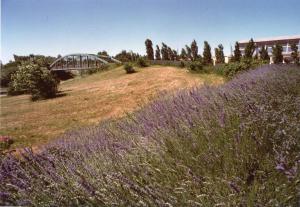 Sesto San Giovanni - Parco Nord, settore Est - Veduta della Passerella ciclopedonale Clerici e dell'area industriale al confine del Parco - Cespugli di lavanda in fiore