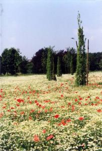 Cinisello Balsamo (?) - Parco Nord, settore Est - Campo con papaveri e margherite in fiore - Alberi (pioppi cipressini) di recente piantumazione