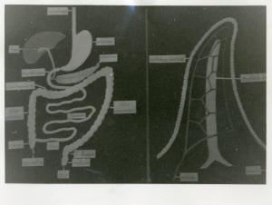 Istituto dei Ciechi di Villeurbanne - Aula scolastica - Interno - Lezione di scienze - Poster con il disegno dell'apparato digerente