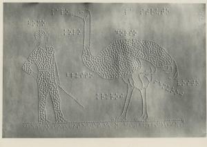 Riproduzione di materiale didattico per ciechi con disegni punteggiati in rilievo - Uomo con struzzo - Scrittura in braille