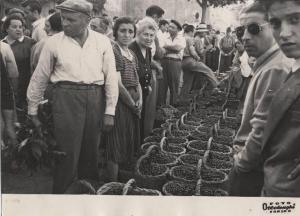 Pecetto Torinese - Mercato delle ciliegie - Venditori con ceste piene di ciliegie