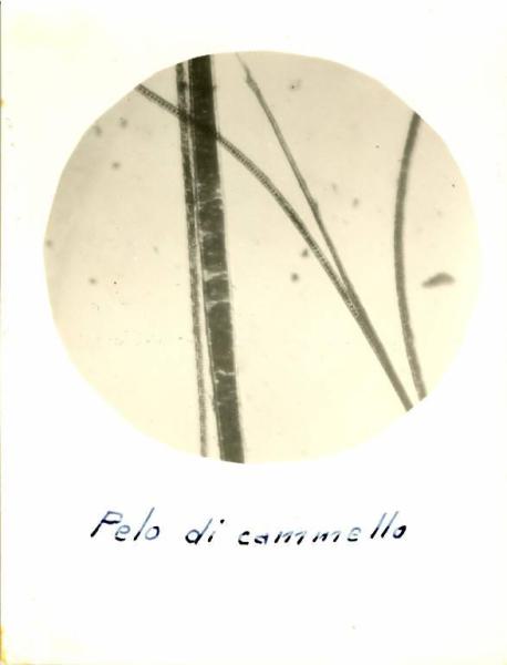 Immagine al microscopio - Pelo di cammello