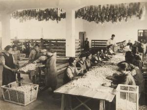 Gelsibachicoltura nel Pesarese - Centro di produzione semebachi - Spelaiatura e cernita manuale dei bozzoli
