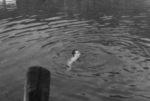 Set del film "Giacomo l'idealista" - Regia Alberto Lattuada - 1943 - Il regista Alberto Lattuada in acqua