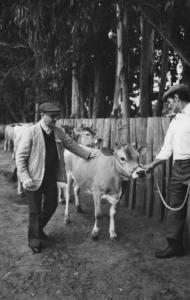 Il regista Alberto Lattuada accanto a una fila di mucche